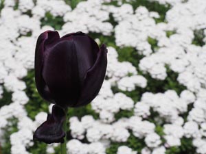 schwarze Tulpe